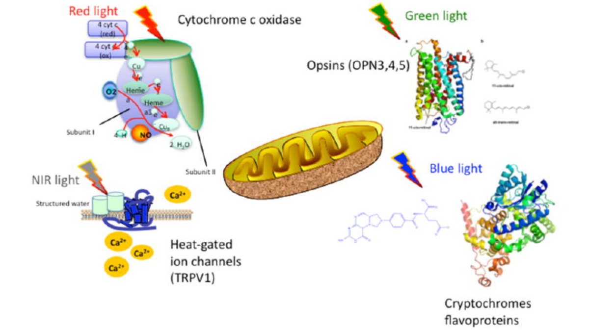 Potential in Hair Regrowth - Lumaflex