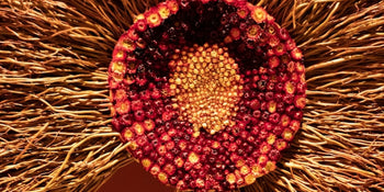 1064 The effect of low energy laser irradiation on the proliferation of cells in culture