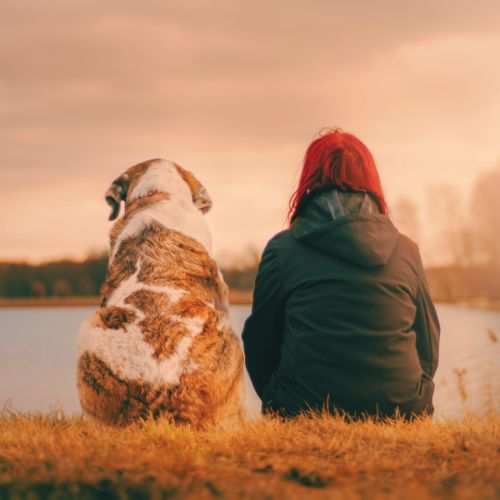Red light therapy for dogs benefits