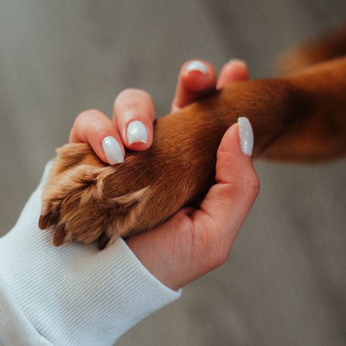 Dog Arthritis Treatment: Relief for Your Pup’s Pain - Lumaflex