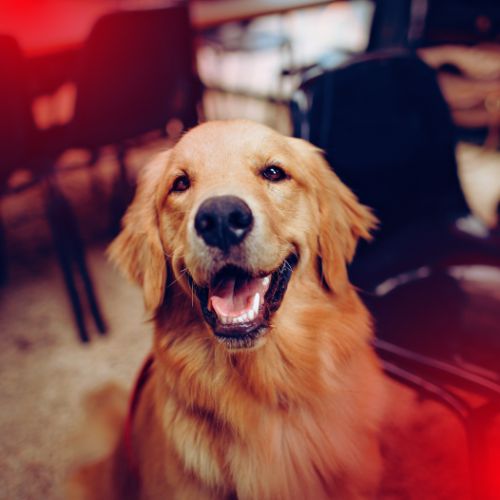 Red Light Wavelength for Dogs in 5 Easy Steps - Lumaflex
