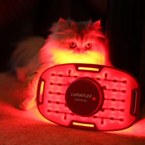 Diabetic Neuropathy for Cats: Everything you Need to Know