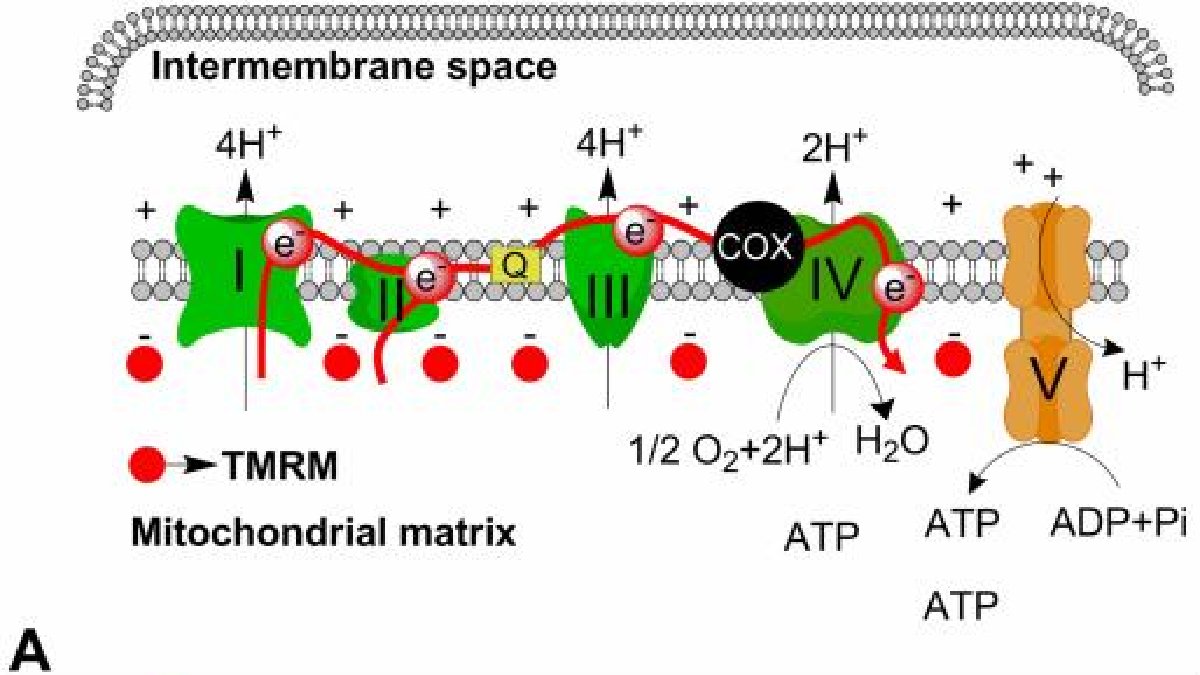 Rejuvenating Skin Health - Lumaflex
