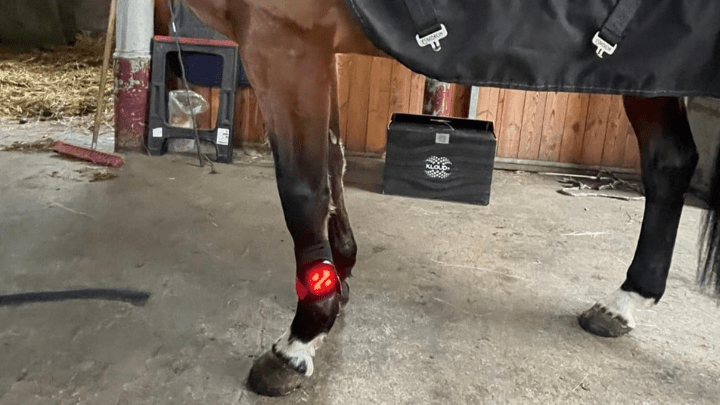 Biological and Biochemical Effects of  Light Therapy for Horses - Lumaflex
