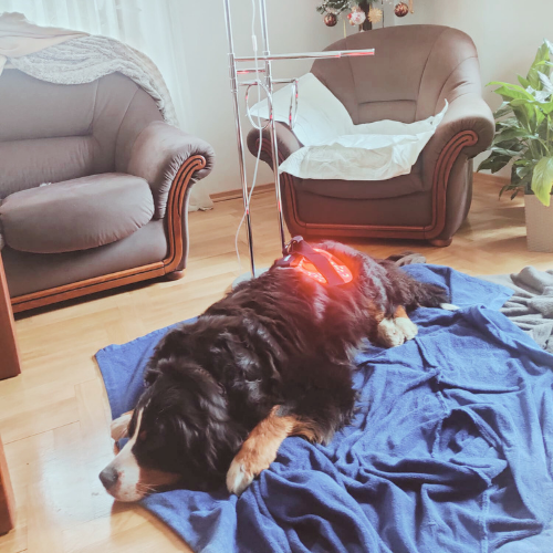 Red light therapy for neuropathy of dogs and cats